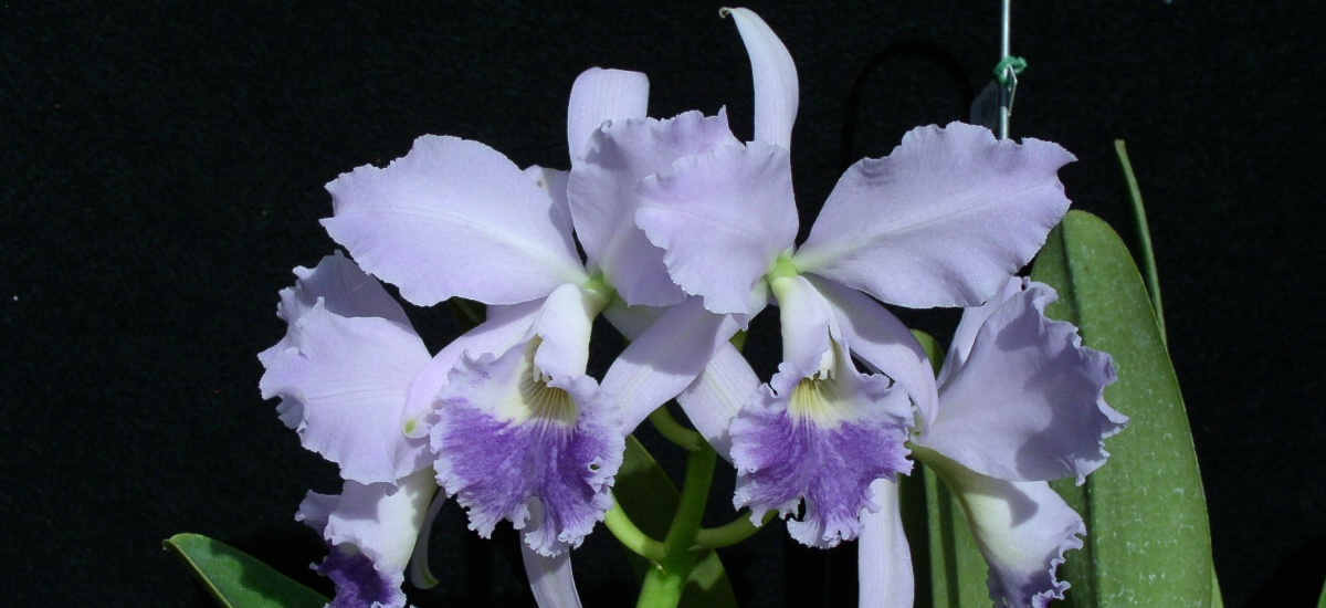 C. labiata coerulea 'Laura'