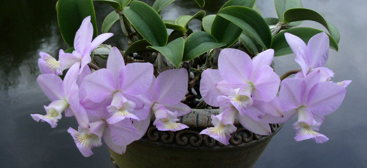 C. nobilior 'Fabio Nahas'